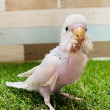 淡い紫が美しい✨元気いっぱいなセキセイインコ（ライラック）💜