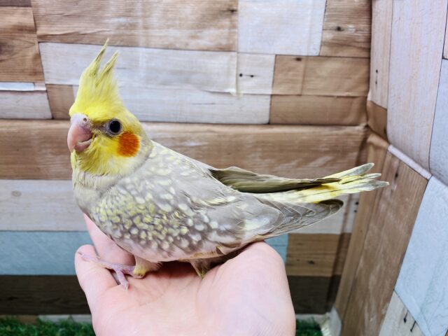 オカメインコ