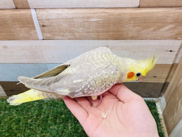 オカメインコ