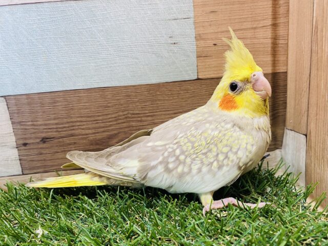 オカメインコ