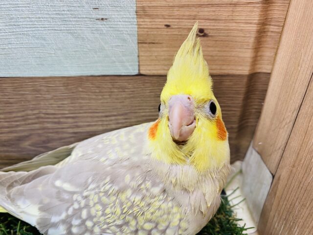 オカメインコ