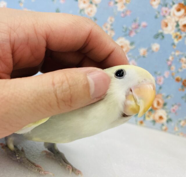 最新画像🌟奇跡のかわいさです( ˘˘̥ )❤︎手乗りコザクラインコ(パイド)🫧