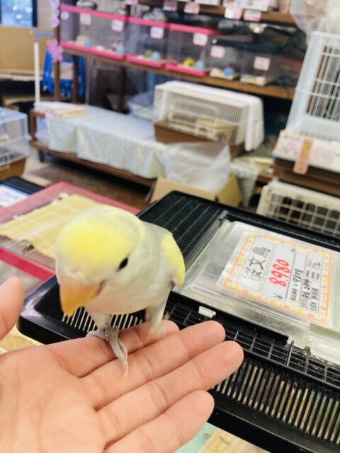 コザクラインコ（小桜インコ）