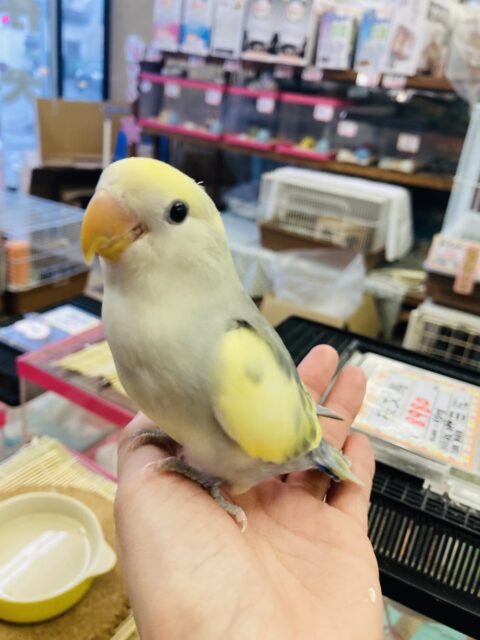 コザクラインコ（小桜インコ）