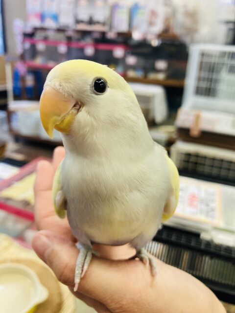 コザクラインコ（小桜インコ）