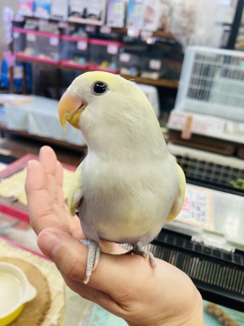 コザクラインコ（小桜インコ）