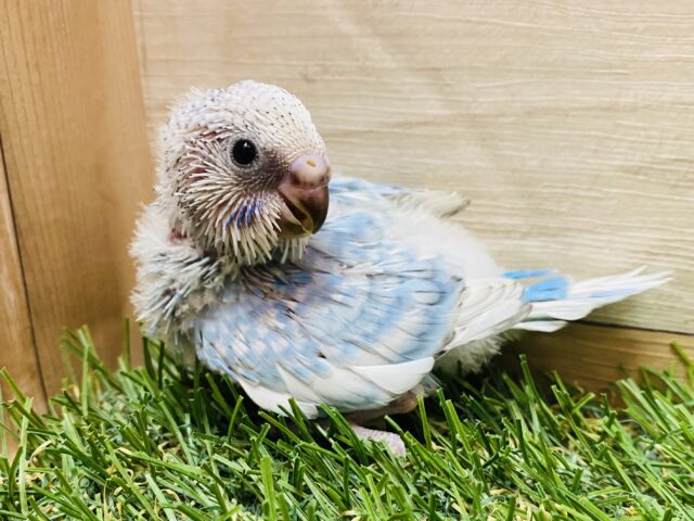 空のように爽やかな鳥になるんだ❗️ブルーが素敵なセキセイインコ（スパングル）🩵