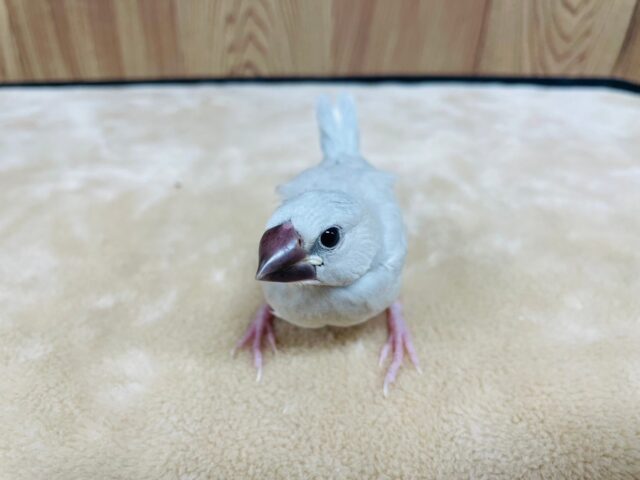 シルバー文鳥