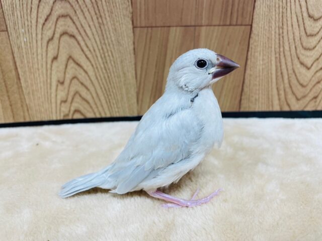 シルバー文鳥