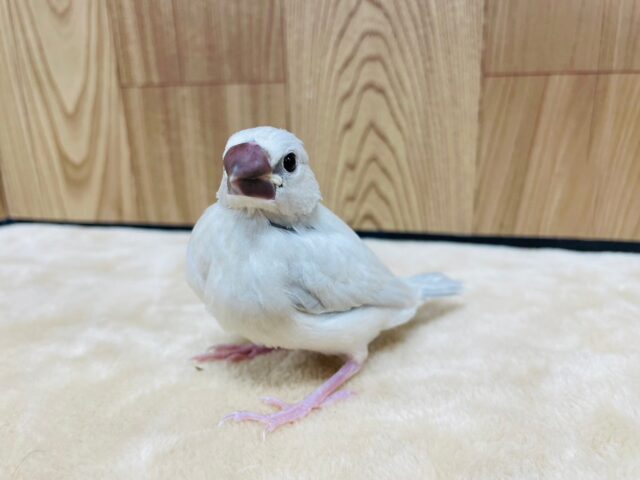 シルバー文鳥