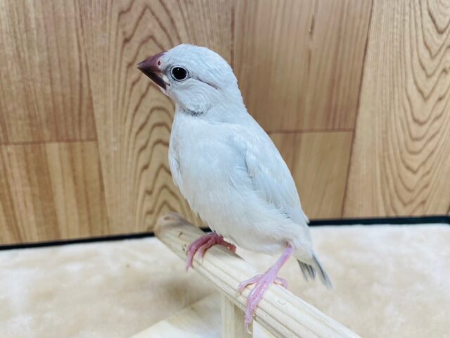 シルバー文鳥