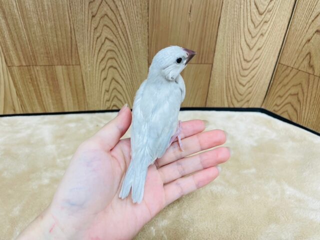 シルバー文鳥