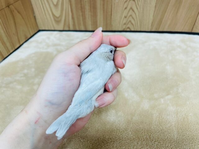 シルバー文鳥