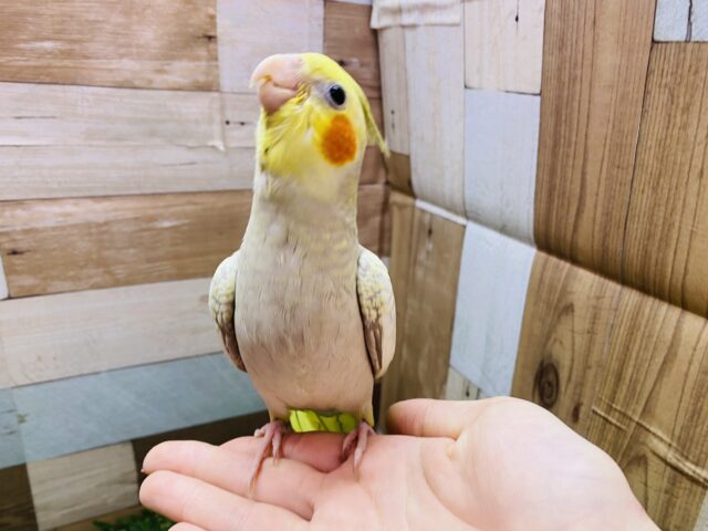 オカメインコ