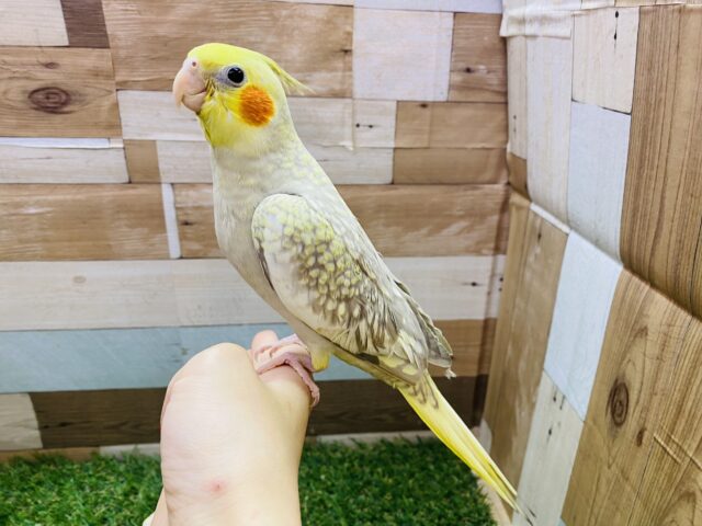 オカメインコ