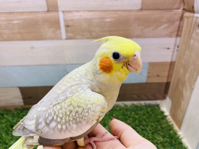 オカメインコ