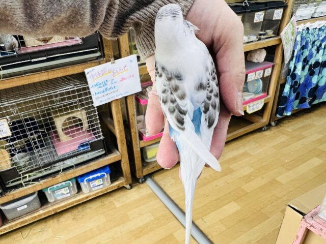 セキセイインコ