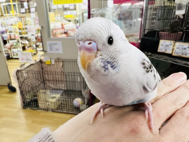 慣れてきたよ♡白ハルクインのセキセイインコ☆