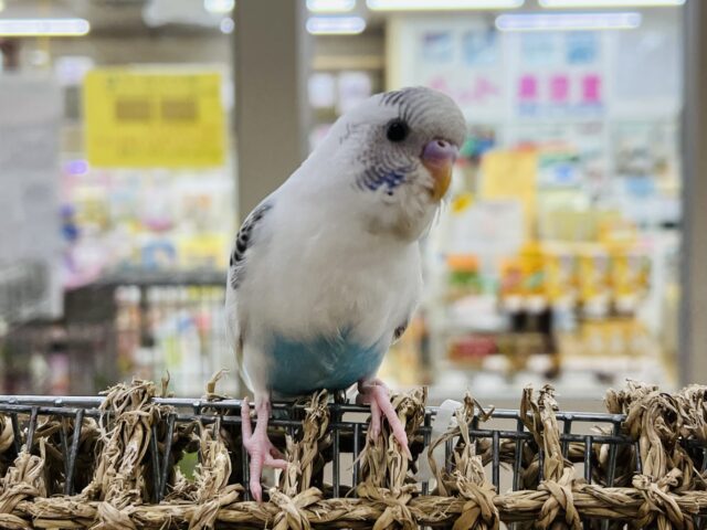 セキセイインコ