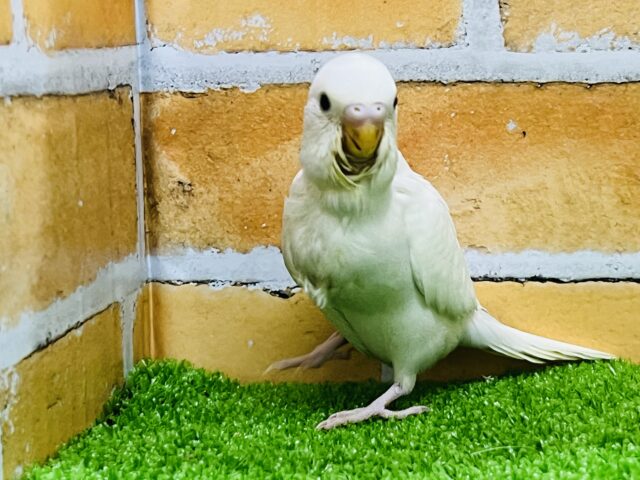 黒目なの♡ダブルファクターのセキセイインコ☆