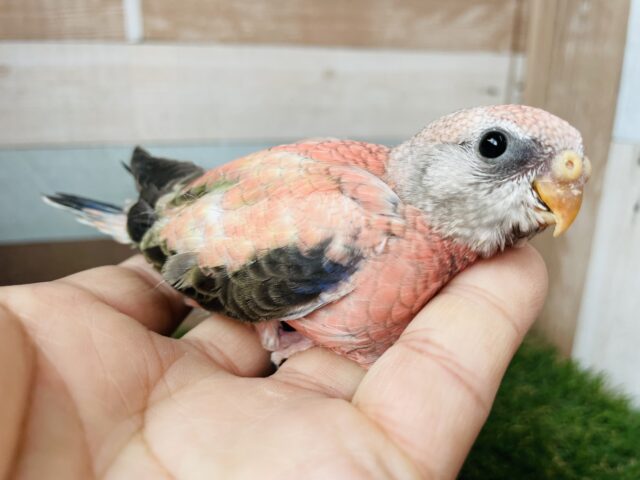 アキクサインコ（秋草インコ）