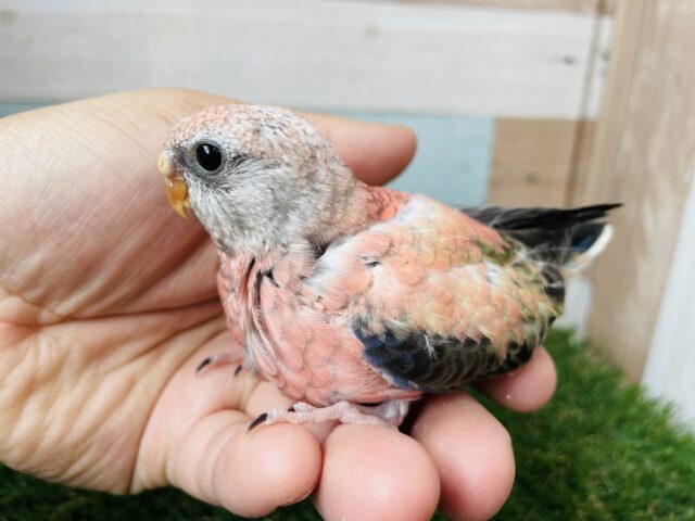 アキクサインコ（秋草インコ）