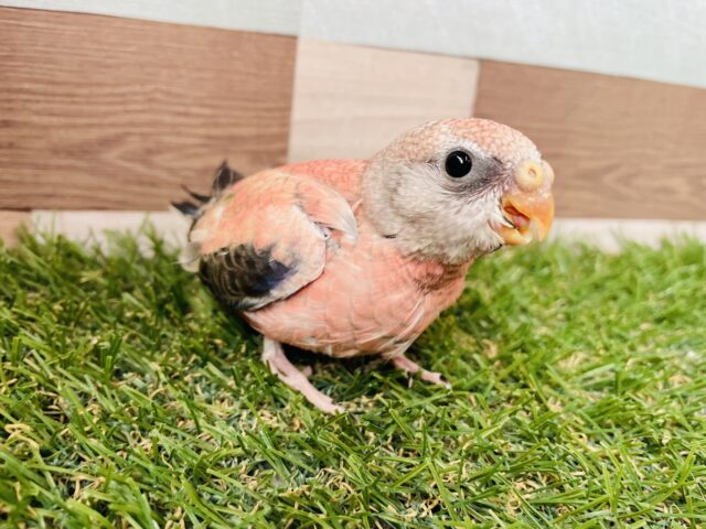 アキクサインコ（秋草インコ）