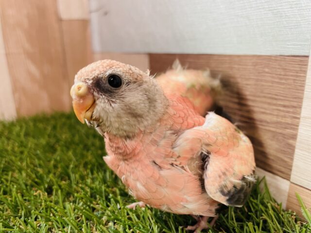 アキクサインコ（秋草インコ）