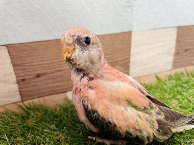 アキクサインコ（秋草インコ）