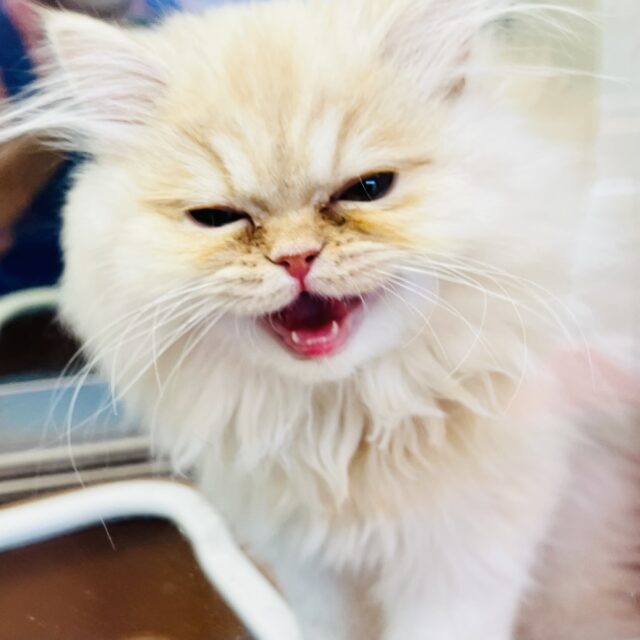 スコティッシュフォールド