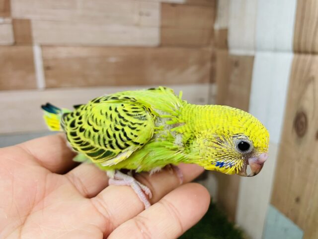 セキセイインコ