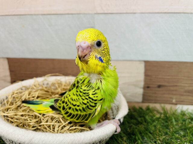 セキセイインコ