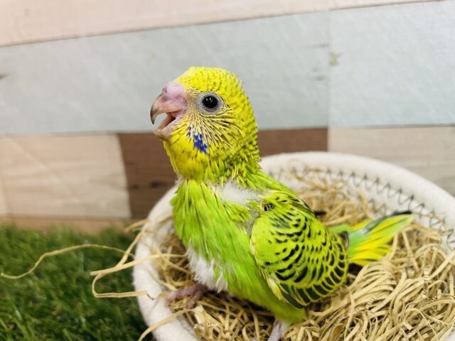 セキセイインコ