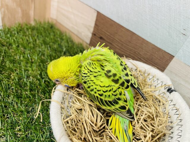 セキセイインコ