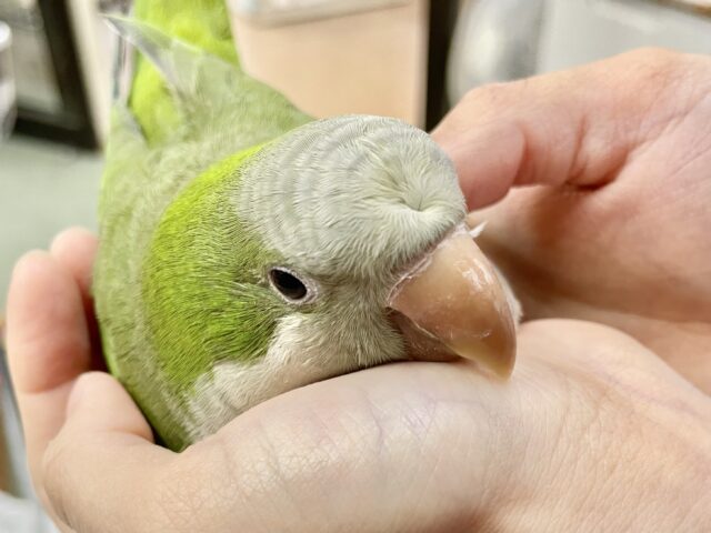 オキナインコ