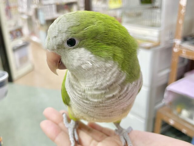 オキナインコ