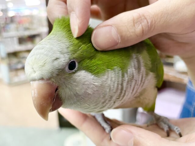 オキナインコ