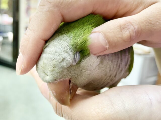 オキナインコ