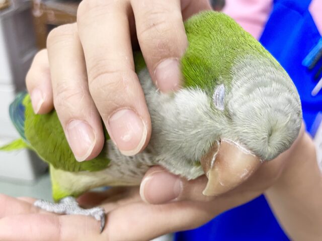 オキナインコ