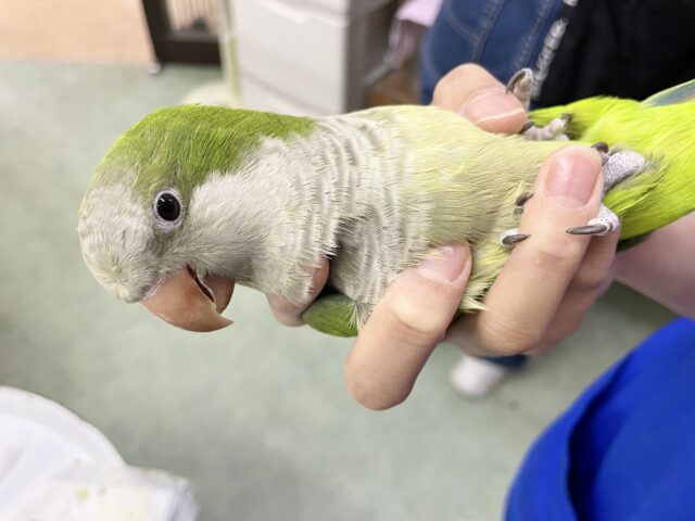 オキナインコ