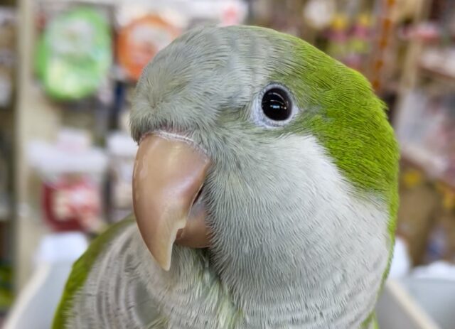 オキナインコ