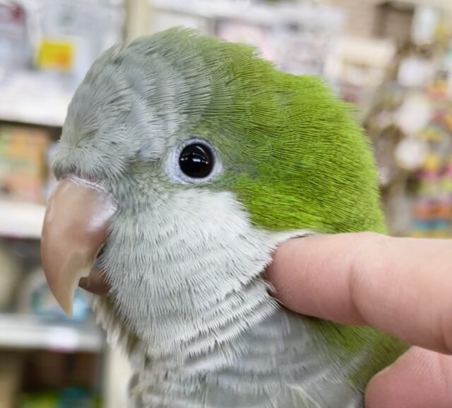 オキナインコ