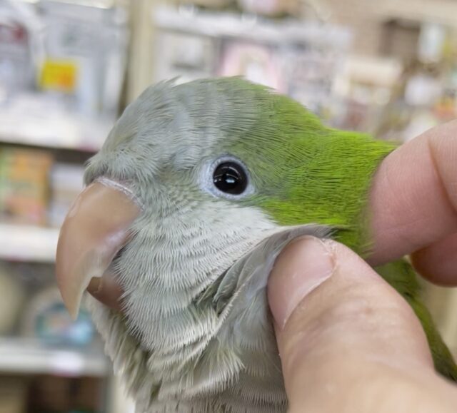 オキナインコ