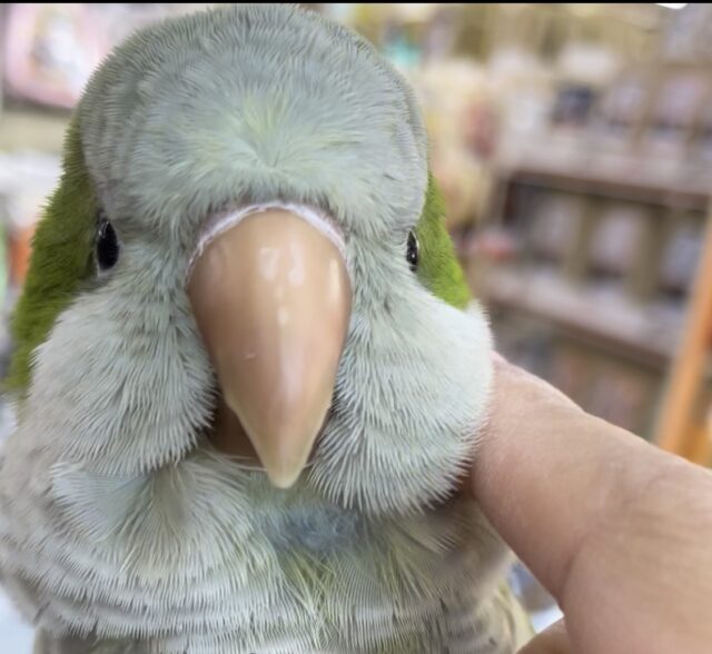 オキナインコ