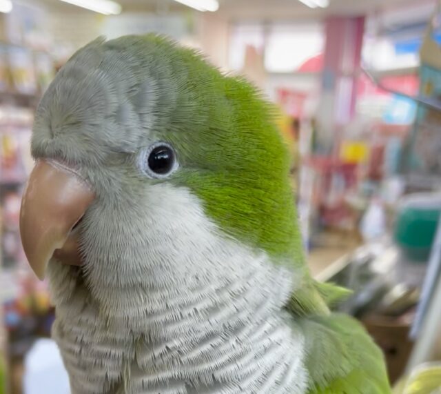 オキナインコ