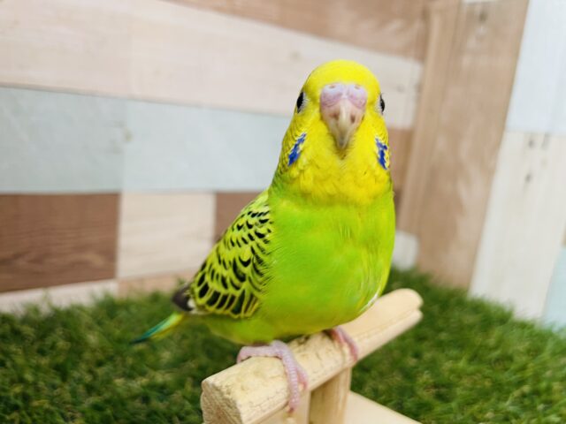 セキセイインコ