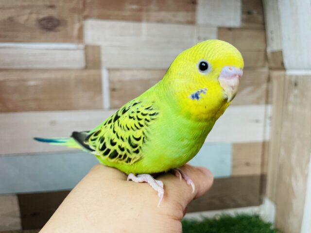 セキセイインコ