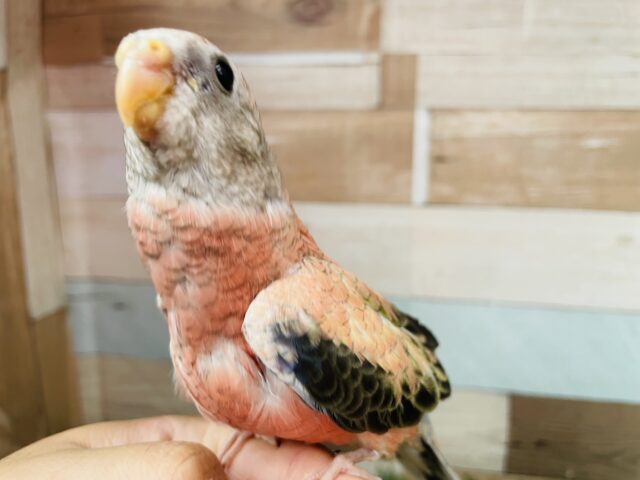 アキクサインコ（秋草インコ）