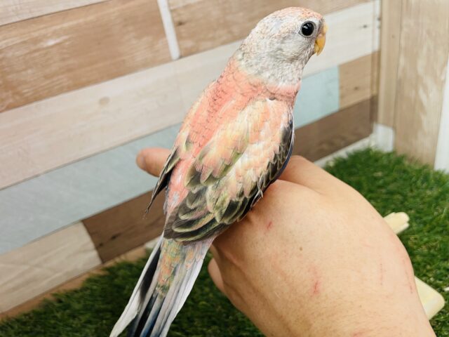 アキクサインコ（秋草インコ）