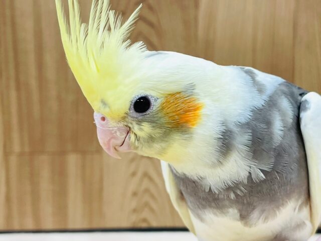 オカメインコ